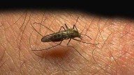 South Carolina reports first EEE virus death in over 20 years