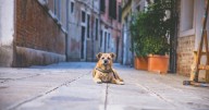 ¿Santa Anna vive? El pueblo de Italia que pondrá impuesto a los perros