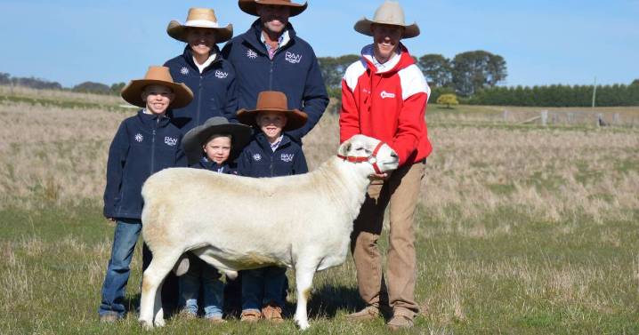 Tattykeel Australian Whites 2025: results, prices, averages