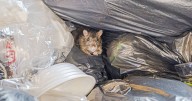 Stop rats and rodents infiltrating your bins by making one storage tweak