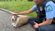 Injured Pup Waits Helplessly On Missouri Road Until Compassionate Rescuers Save Her Life