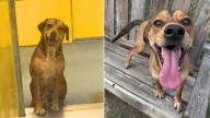 Texas Shelter Pup Waits Patiently For 420 Days For Someone To Notice Him And Give Him A Home