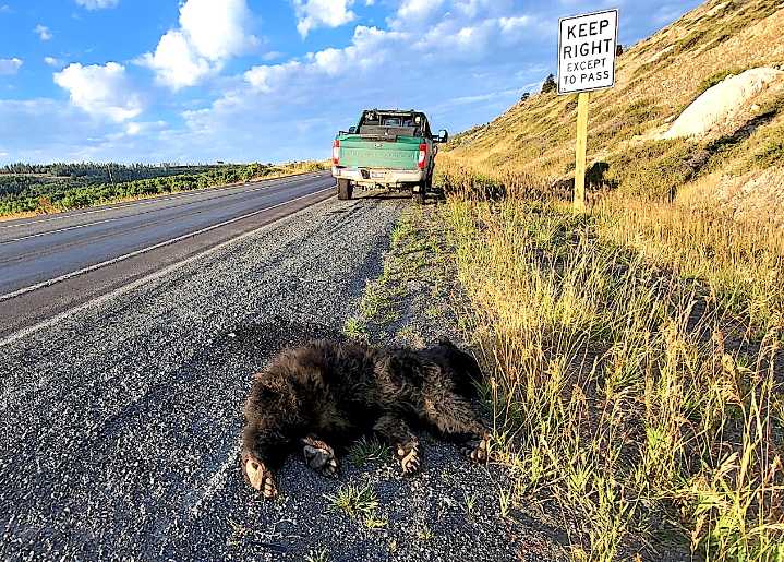 Four bears down: South Pass’s cautionary tale of how roadkill begets more roadkill