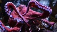 Fans bid farewell to beloved California octopus Ghost as she cares for eggs in final stage of life