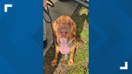 Police asking for help finding missing Grant County K9