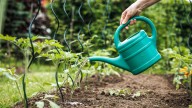 The Best Way To Save An Over-Watered Tomato Plant Before It's Too Late