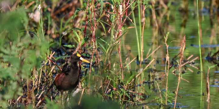 Rare 'fancy-looking' Northern Jacana bird spotted at Texas wildlife refuge