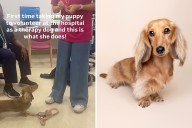 Dr. Takes Dachshund Puppy to Hospital To Try Being Therapy Dog, Left Stunned