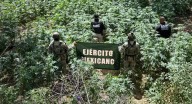 Destruyen más de 8 mil plantas de marihuana tras operativo Cananea