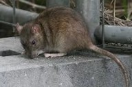 Preocupación por el aumento de casos de leptospirosis: qué es, cómo se contagia y cuáles son los síntomas