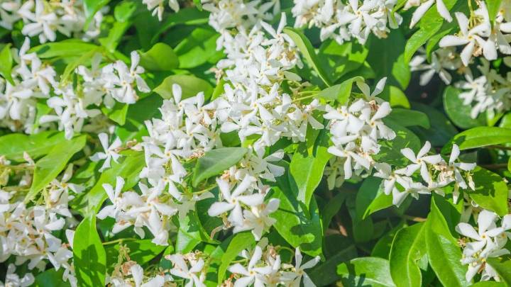 Cómo cuidar un jazmín de leche en maceta para que tu jardín huela mejor que nunca