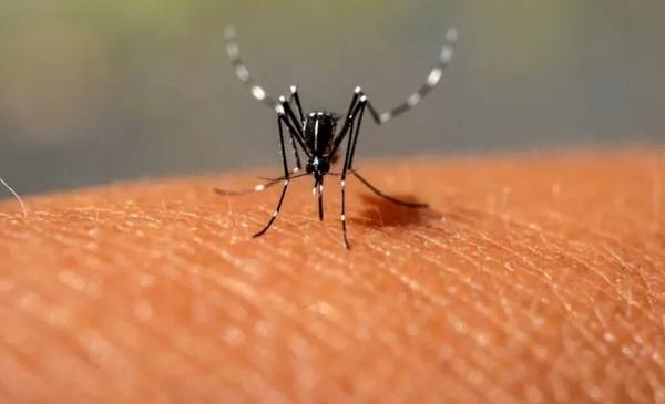 Continúa la campaña de vacunación contra el dengue en la provincia