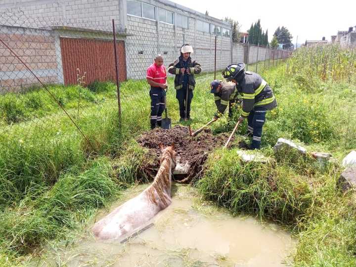 Rescatan a caballo que cayó a zanja en Toluca