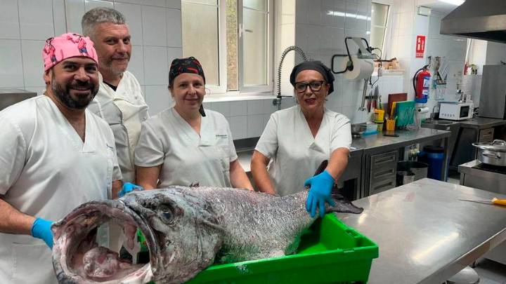 La colosal sorpresa que comerán los mayores de Trasona: pesa más de 40 kilos