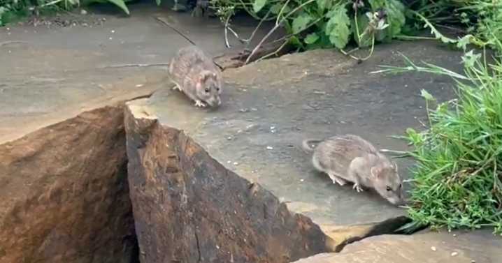 Litterbugs blamed for 'more than 100 rats' running around popular Nottingham park