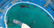 'Miserable' dolphin dies in 'filthy' concrete tank after 'multiple attacks' and theme park