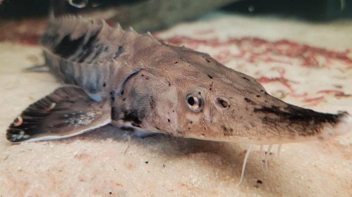 Wolverine’s Nmé Celebration invites you to release a sturgeon