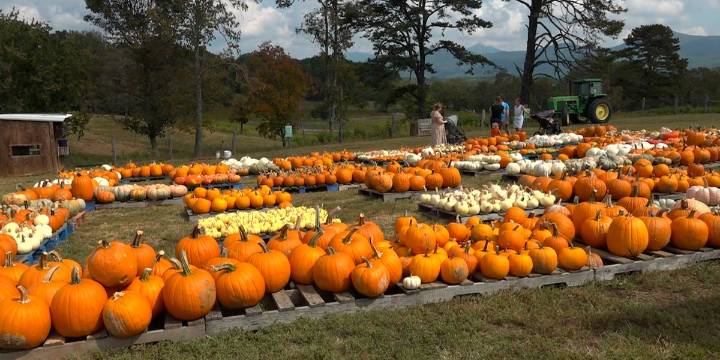 Layman Family Farms pumpkin patch opens for fall season in Bedford