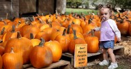 Pumpkin patches are opening soon in New Orleans. Here's a list of family