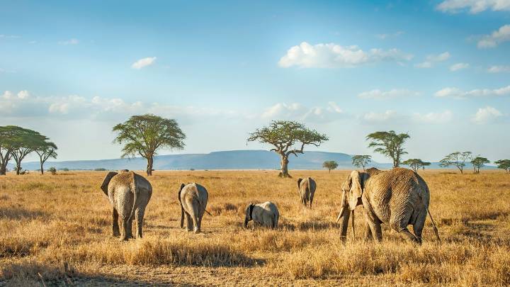 The 15 Best African Safari Lodges to Add to Your Bucket List