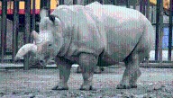 The Only Know Hybrid Between Northern And Southern White Rhinoceroses Was Born In 1977, And It Could Save A Species On The Brink