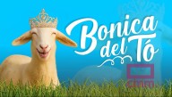 Se busca a la oveja más bonita de Castilla-La Mancha: el nuevo concurso de CMM