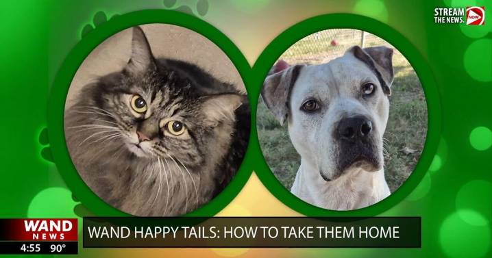 WAND's Happy Tails featuring Mara and Kitty
