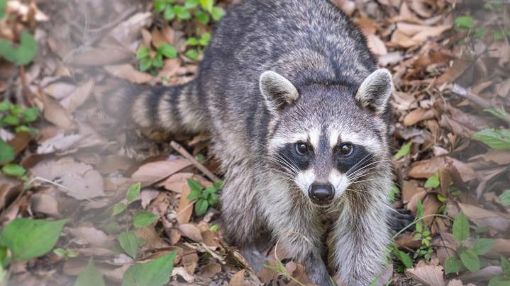 Should families be concerned about the recent rise in rabies cases?