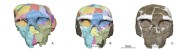 Ancient skull from China may shake up timeline of human evolution