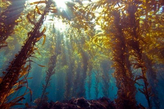 Día del Kelp en el Museo Caracol este domingo 28 de septiembre