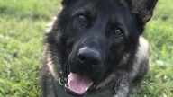 BCSO K9 Gator, 7, put to rest following fatal cancer diagnosis