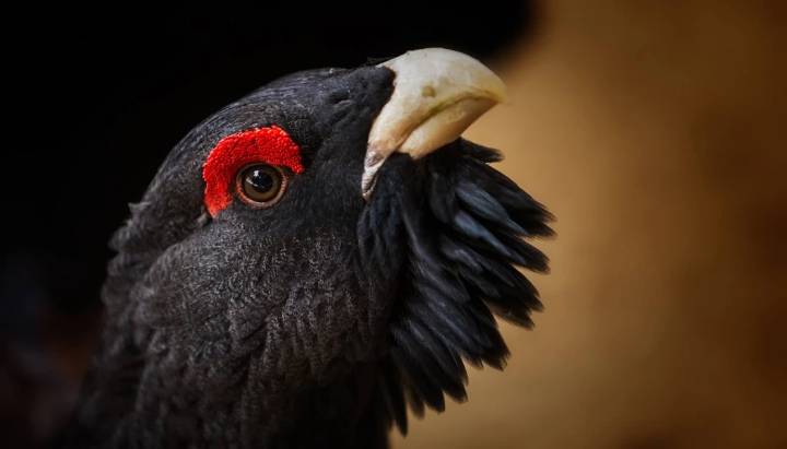 Aves emblemáticas y una gran biodiversidad: la dura factura de los incendios en Extremadura