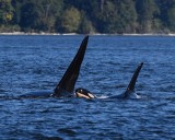 Newborn orca spotted with Northwest's endangered J Pod
