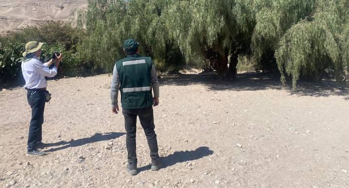 Arequipa: Tres árboles son declarados como patrimoniales en provincia de Condesuyos