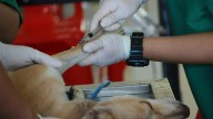 Tulancingo: Calendario de vacunación y esterilización para lomitos y michis en septiembre