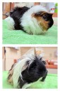 A ‘fashion magazine’ pair and many other guinea pigs need homes at Dakin