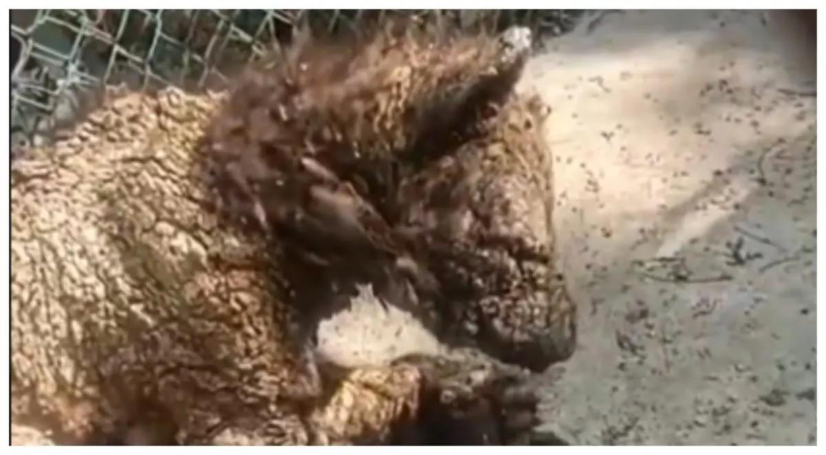 Exhiben a osa moribunda y con infección bacteriana en zoológico de Nuevo León