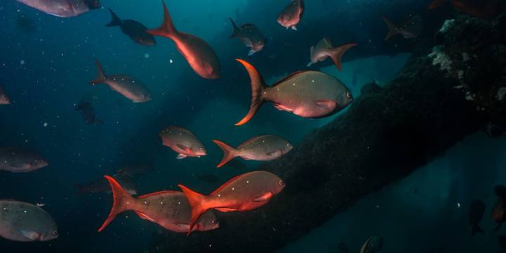 Retiro de plataforma petrolera en Piura dejó sin hábitat a 27 especies de peces, alerta estudio