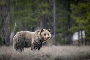 Biologists to begin grizzly bear captures for research in Yellowstone NP; Public reminded to heed warning signs