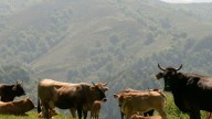 España luchará por reformar la futura PAC
