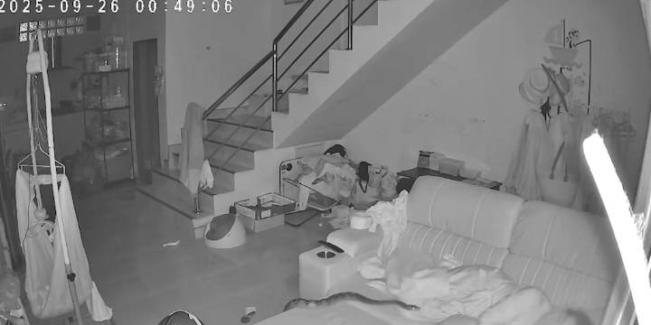 El inquietante momento en el que una pitón gigante sorprendió a una mujer que dormía en el sillón de su casa