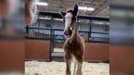 2 new Budweiser Clydesdales born at Warm Springs Ranch
