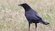 Augusta crow tests positive for West Nile virus