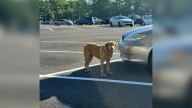 Mississippi Senior Dog Found In Parking Lot Learns Her Family Doesn’t Want Her Back