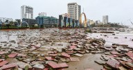 Eight dead and 17 missing as Typhoon Bualoi hits Vietnam