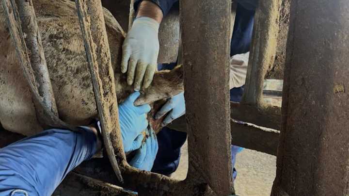 Agricultura atendió de inmediato caso de gusano barrenador en Nuevo León