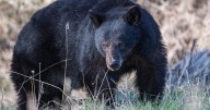 Dad Dies After Bear Attacks Him While He Was on Tractor
