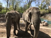 Utah's Hogle Zoo receives perfect AZA score and accreditation