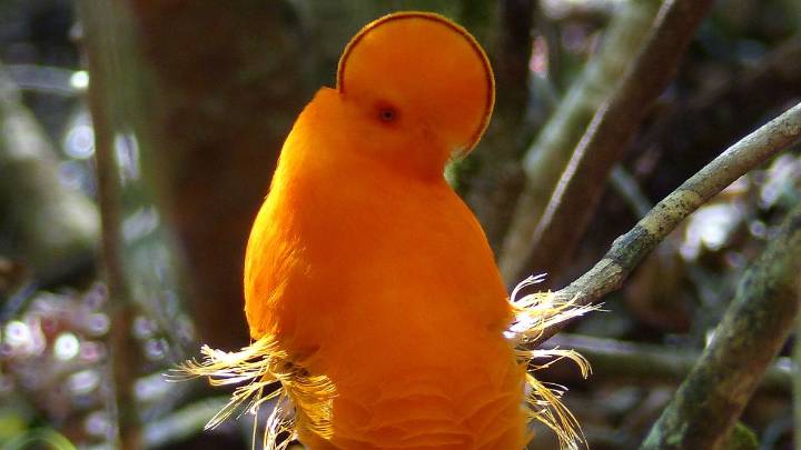 10 Weird Birds That Could Pass for Pixar Characters