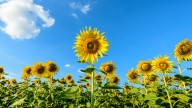 Should You Be Cutting Sunflowers Back In The Fall?